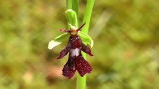 Orchideen aus Franken