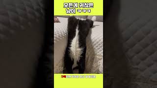 모든게 귀찮은 냥이 ㅋㅋㅋㅋ