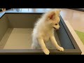 ペットショップ犬の家＆猫の里春日井本店　no.142230　ポメラニアン　女の子