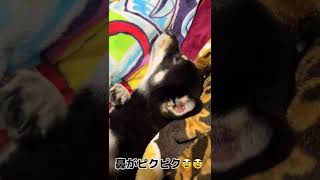 鼻がピクピクしてましたね＃柴犬＃黒柴＃犬＃ペット＃鼻＃可愛い＃動画＃寝る