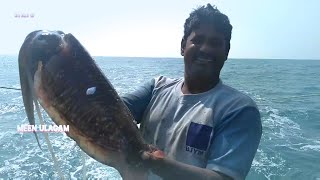 முட்டை கனவா பிடிக்கும் நேரடி காட்சி //BIG SIZE CUTTLE FISH \u0026 MORE FISHES CATCHING VIDEOS