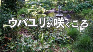 ウバユリが咲くころ