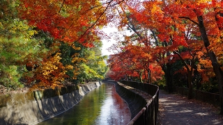 京都 紅葉　 2014  毘沙門堂　山科疎水