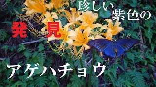 珍しい紫色のからすあげは蝶と黄色の彼岸花