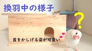 【文鳥2才2か月②】換羽中の文鳥さん㉑新しい別荘の前で悩んで？首をかしげる文鳥さん 3代目文鳥ピーちゃん Java sparrow