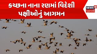 Little Rann of Kutch News | કચ્છના નાના રણમાં વિદેશી પક્ષીઓનું આગમન | Exotic birds | News18 Gujarati