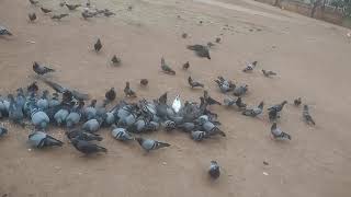 Pigeon / कबूतर  / dove  शांति का प्रतीक ( peace symbol )