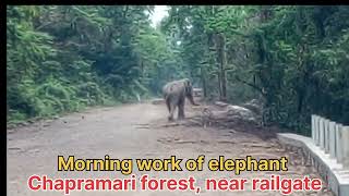 #dooars #elephant #wildlife #chapramari #forest