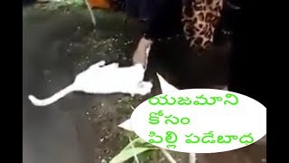 యజమాని కోసం పిల్లి పడే బాధ