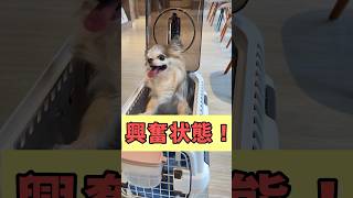 注射したら様子がおかしくなった犬！？【僧帽弁閉鎖不全症もち】#shorts#動物病院 #チワワ