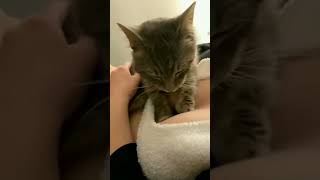 Omg 😱 what is this 🥰|Naught kitten | Aww pet love | video#55 | #short