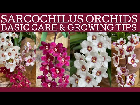 How do you care for Sarcochilus?