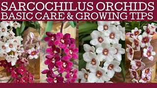 Sarcochilus orchid basic care: Australian orchid growing tips.