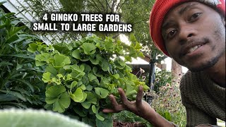 4 Ginkgo Trees 🌳  for Small to Large Gardens |autumn gold | gold spire | Princeton sentry | mariken