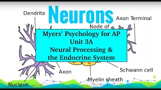 AP Psychology | Myers’ Unit 3A