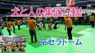 【トイプードルの挑戦】犬と人のカドリール 京セラドーム 本番