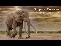 Super Tusker Elephant I Craig I Amboseli Kenya I