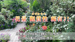 【Mei花園日常頻道】地植\u0026陽台盆植🪴皆可,稀有藍玉立鶴花/麻葉繡球(小手球)/白雪木相關介紹,觀賞性👍