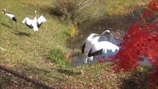 岡山県自然保護センター　６　タンチョウと紅葉　（岡山県和気町） Red-crested white cranes and autumn leaves in Okayama prefecture