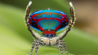 Peacock Spider Maratus Volans