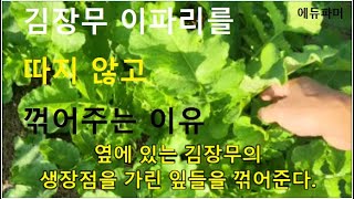 김장무 이파리를 따지 않고 꺾어 주는 이유