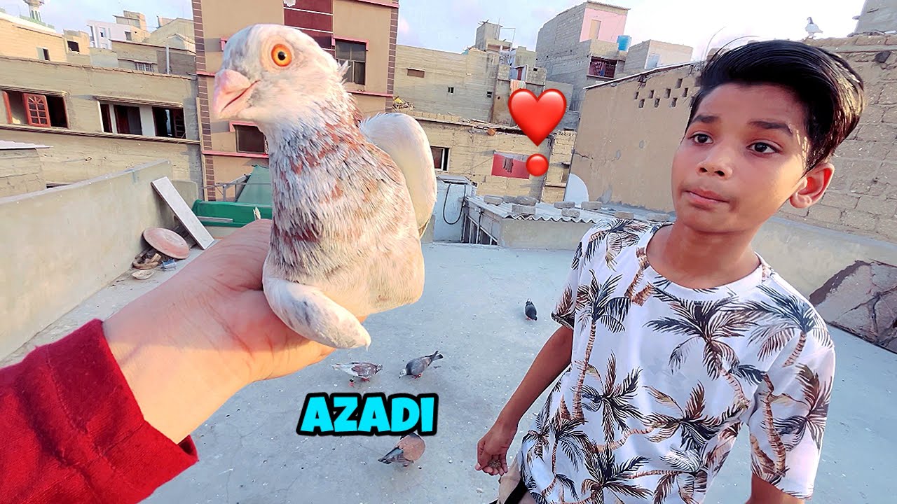 Azad Pakda Hua Kabutar 亞 Youtube