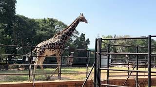 Mysore zoo || Mysore Palace || Karnataka || #mysorezoo #mysorepalace #vlog #mysore