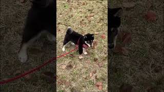 お散歩デビューするも固まってしまう柴犬#柴犬 #shorts #short