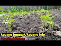 kacang tunggak/kacang tolo usia 3 hari |Ghibran al ghifari