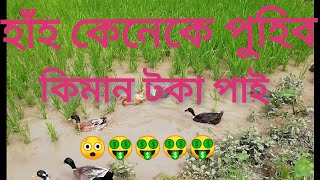 Duck Farm|| হাঁহৰ পৰা কিমান টকা উপাৰ্জন হয়