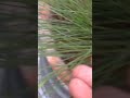 136 #Fiber Optic Grass || Isolepis cernua ornamental grass || Alia's Garden YouTube channel