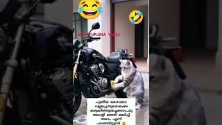 മുതലാളി മത്തി വാങ്ങി തരാം എന്ന് പറഞ്ഞിട്ടുണ്ട്