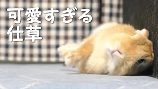 うさぎの可愛すぎる仕草にKOされた飼い主