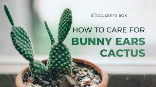 BEGINNER TIPS: HOW TO CARE FOR BUNNY EARS CACTUS | ANGEL WING CACTUS | OPUNTIA M
