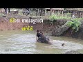 ធ្លាប់ឃើញ ដំរី ងូតទឹកអត់