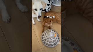 【犬猫】ダイソーのおもちゃを買ってきてみたら