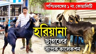 হরিয়ানা ছাগল এর ব্যাপক কালেকশন | Karoli Kota Goats