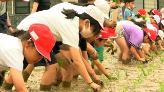 「歩くのが大変だったけどががんばった」小学生が昔ながらの“手植え”で「キヌムスメ」の田植え体験【岡山・津山市】