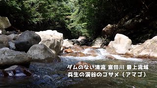 ダムのない清流「富田川」最上流域＊兵生の渓谷のコサメ（アマゴ）