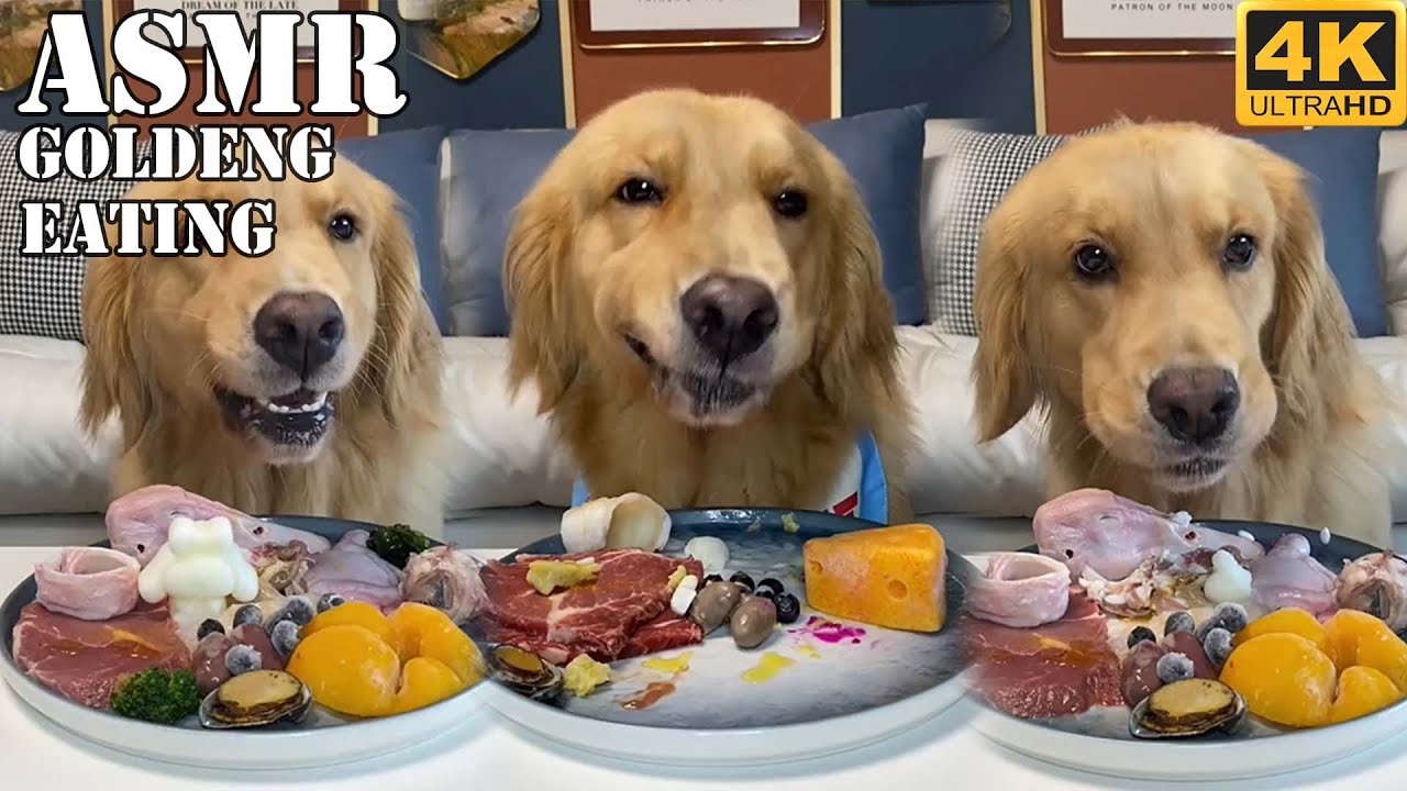 Asmr Golden Retriever Eating Mukbang Eating Yummy Food Of Dog Asmr