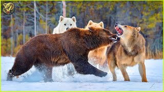 Most UNBELIEVABLE Attacks Of Bear Caught On Camera | Animal Fighting