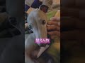 寝起きの可愛いイタグレがのびる shorts dog short pets 犬 子犬 かわいい 癒し funny cute イタグレ italiangreyhound