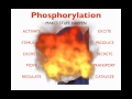 basic signal transduction ligands and receptors