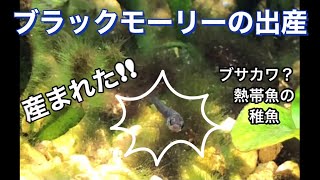 う、産まれたー！！熱帯魚生まれる瞬間 ブサカワ赤ちゃん