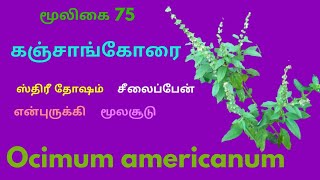 கஞ்சாங்கோரை(நாய்த்துளசி) அமைப்பு மற்றும் மருத்துவ பயன்கள்|Ocimum americanum|kanchaankorai|naithulasi