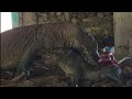 poor baby boar | swallow alive by komodo dragon