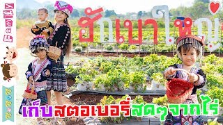 เก็บสตอเบอรี่สดๆ จากไร่ ฮักเขาใหญ่