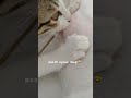 Kucing Lucu / Sudah Gede Masih minta Nenen