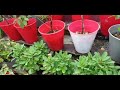 JOM Ronda-ronda Idaman Villa Nursery (Part 2)