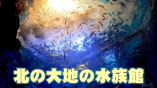 北の大地の水族館